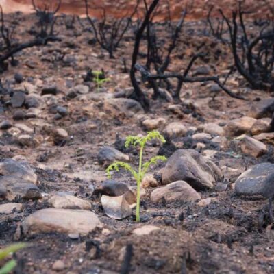 Iniciativa científica que integra tecnología satelital, teledetección avanzada y análisis ambiental para anticipar incendios forestales de alta intensidad, mejorar la capacidad de respuesta ante situaciones de riesgo y reforzar la gestión preventiva y la toma de decisiones en Castilla y León.